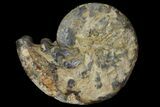 Triassic Ammonite (Discoceratites) Fossil - Germany #94091-2